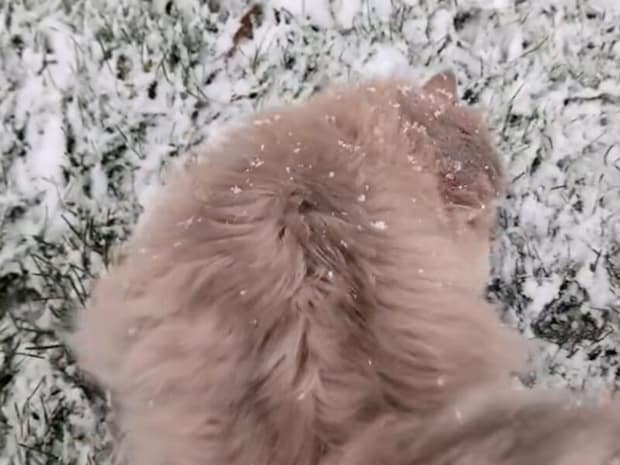 初めての雪にワクワク? もふもふ猫さんの反応が可愛い