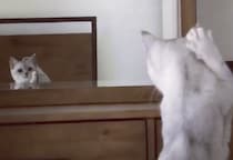 なんか頭についてる！ 初めて鏡で自分の姿を見たネコ、猫耳にびっくり。