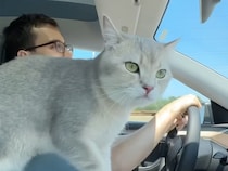車で8時間の旅に出発！ 飼い主さんのサポートで大忙しの猫さんと、のんびり寝る猫さん