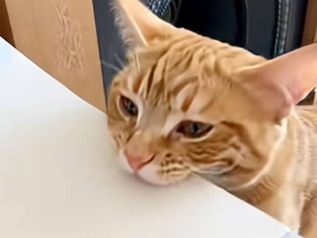 仕事中の飼い主さんをサポート? 猫アシスタントの担当作業は得意なアレ!