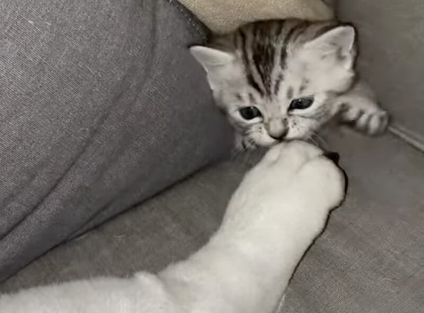 ソファから奇襲攻撃する子猫、寝ている犬の脚をハムっ!