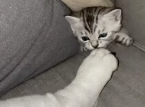 ソファから奇襲攻撃する子猫、寝ている犬の脚をハムっ！