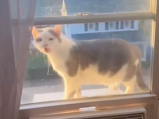 「閉め出された…」と勘違い? しょんぼり顔になる天然すぎる猫さん