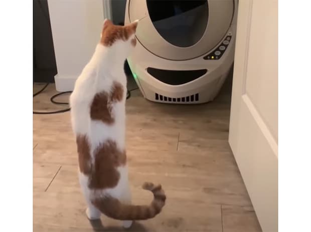 トイレが動く… だと? 自動トイレを見て立ち尽くす猫さん