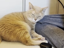 そばにいたくて仕方ない！ 肌寒くなると息子さんにぴったり寄り添う猫さん♡