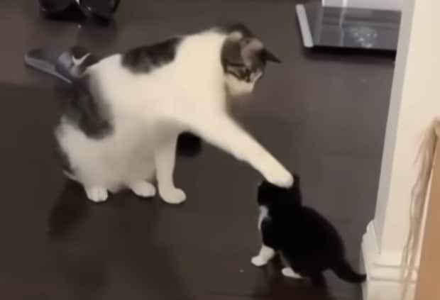 大きな猫に頭ポンポンされる子猫さん。一年後、自分も大きくなると…