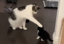 大きな猫に頭ポンポンされる子猫さん。一年後、自分も大きくなると…