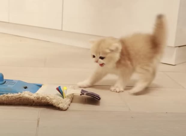 「負けないからニャ〜！」子猫、モップに可愛く威嚇。