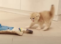 「負けないからニャ〜！」子猫、モップに可愛く威嚇。