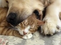 「なんだか頭が暖かいにゃ〜zzz」犬に噛まれてても気にしない猫。