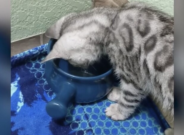 「冷たいんだよ!こんにゃろー!」お水と喧嘩を始めちゃった子猫。