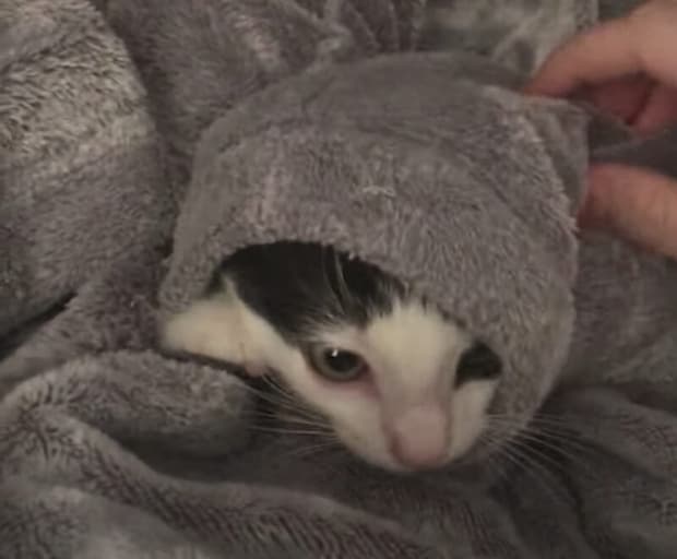 寒い日に最高の隠れ場所♪ 〇〇に入っちゃう子猫ちゃん