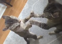 右パンチ、左パンチ… 息がぴったりすぎて喧嘩にならない猫ちゃんたち。