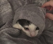 寒い日に最高の隠れ場所♪ 〇〇に入っちゃう子猫ちゃん