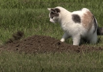 猫「昨日まで無かったはずニャ？」庭に不思議な土の山を見つけて…