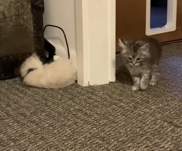 なにそれ!可愛すぎるでしょ! 子猫の予測できない動きにキュン♡