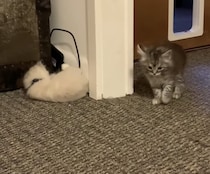 なにそれ！可愛すぎるでしょ！ 子猫の予測できない動きにキュン♡