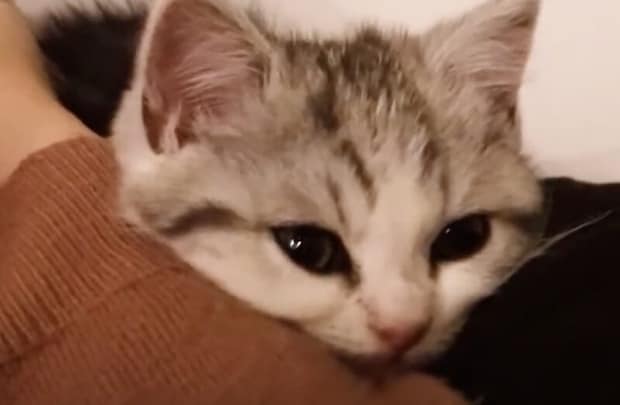 一緒に寝るっ♪ お昼寝に付き合ってくれる子猫さん