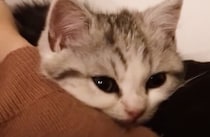 一緒に寝るっ♪  お昼寝に付き合ってくれる子猫さん