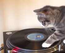 レコードが気になった子猫、何をするのかと思ったら…