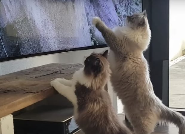 テレビの前でウキウキする猫。お目当ては大好きな鳥!