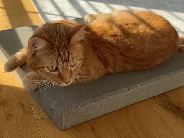 お外の日向ぼっこ気分をおうちで再現! 専用ブロックでご満悦な茶トラさん