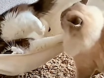 「寝ちゃダメー！無視したらイタズラするよ！」お昼寝を阻止する猫さんの猛アピール