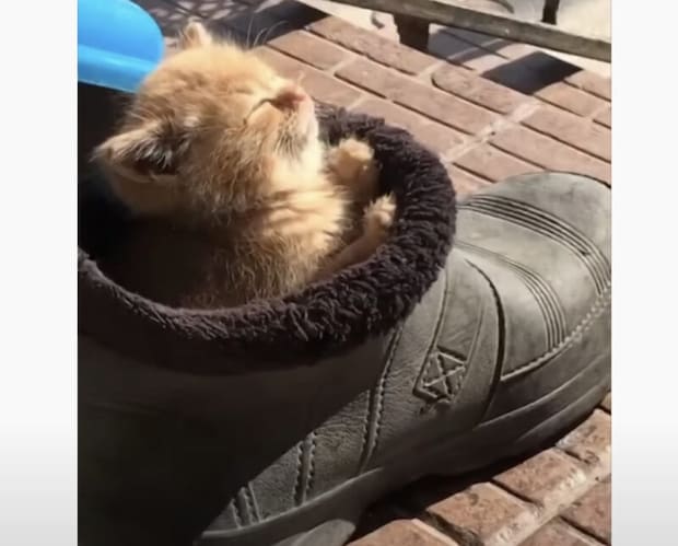 ブーツのなかで日向ぼっこ♪ ちょこんと顔を出す子猫が可愛すぎ!