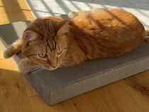 お外の日向ぼっこ気分をおうちで再現！ 専用ブロックでご満悦な茶トラさん