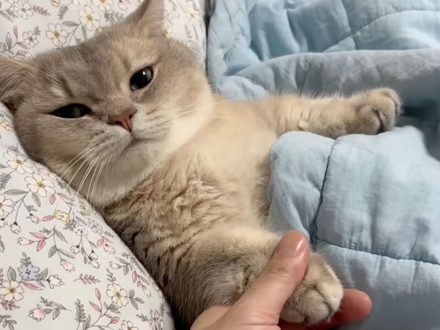 「眠るまでそばにいて、手は離さないでね?」猫さんのいじらしいお願いが尊い!