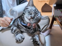 ころころローラーが大好きすぎる猫さん、もっとやってとアピールが止まらない！