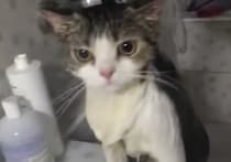 猫「もう好きにして…」シャワーで全てを諦めた表情に