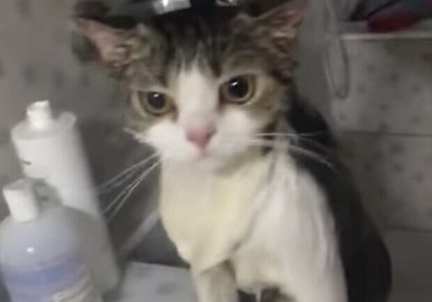 猫「もう好きにして…」シャワーで全てを諦めた表情に