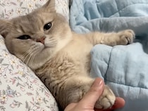 「眠るまでそばにいて、手は離さないでね？」猫さんのいじらしいお願いが尊い！