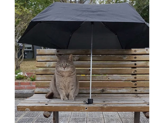 雨の日のベンチで待つ猫さんに傘を貸してあげたら、まるで映画のような光景に