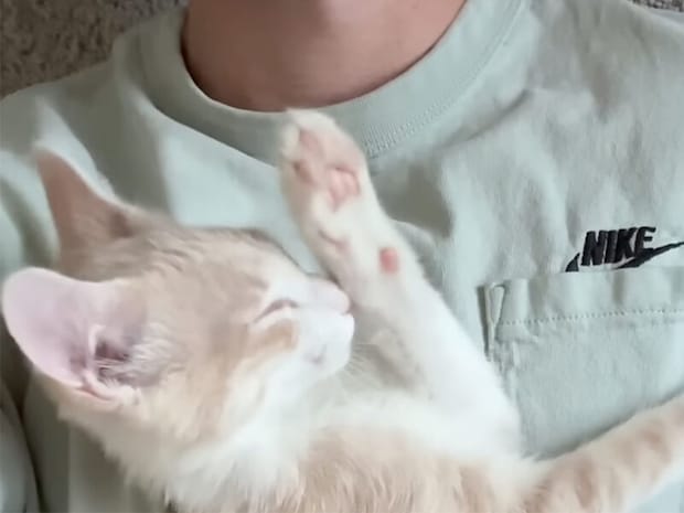 動けないけれど幸せ! 愛猫がお腹の上でゴロゴロ寝てくれる至福のひととき