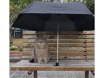 雨の日のベンチで待つ猫さんに傘を貸してあげたら、まるで映画のような光景に