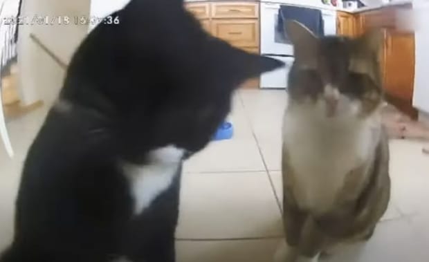 「本当はまだ隠してるんにゃ?」猫、自動給餌器を襲撃。