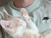 動けないけれど幸せ！ 愛猫がお腹の上でゴロゴロ寝てくれる至福のひととき