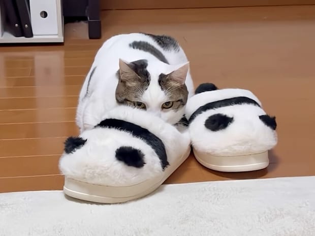 スリッパに擬態しておもちゃを狙う猫さん、そっくり模様が面白すぎる