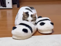 スリッパに擬態しておもちゃを狙う猫さん、そっくり模様が面白すぎる
