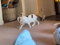 いいスリッパほど猫さんに奪われる… 飼い主の嘆きがよくわかる光景