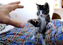 にゃー！ 飛びかかってくる子猫をスロー撮影したら… 思った通りの可愛さだった。