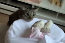 人間の赤ちゃんと初めて対面する猫さん、緊張のあまり…