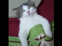 無防備なポーズで熟睡中♡ 寝顔が可愛い子猫さん