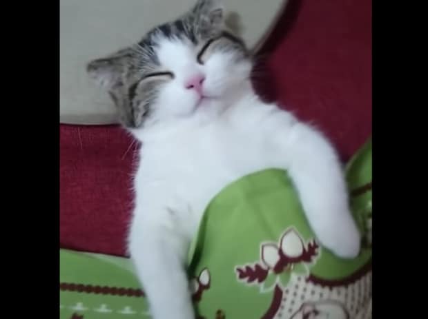 無防備なポーズで熟睡中♡ 寝顔が可愛い子猫さん