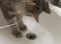 「猫の手」ってすごい！ シンクに物を落として困っていると、猫さんがチョチョイっと…