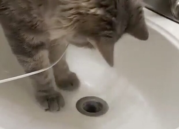 「猫の手」ってすごい！ シンクに物を落として困っていると、猫さんがチョチョイっと…