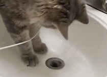 「猫の手」ってすごい！ シンクに物を落として困っていると、猫さんがチョチョイっと…