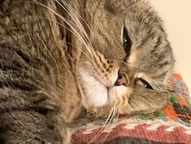 「眠いんだけど！」と怒り声、鳴き方で気持ちが変わる猫さんの本音